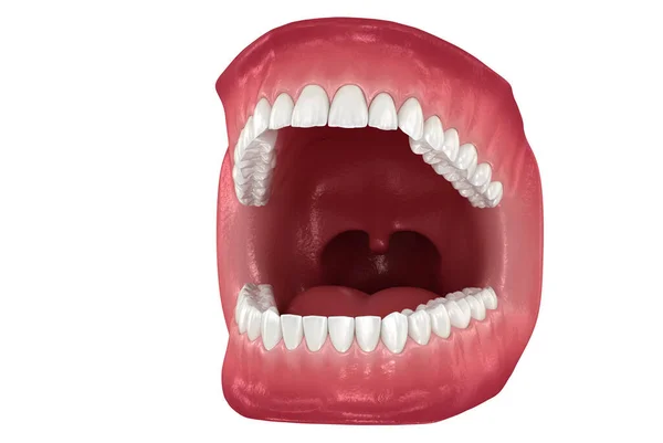 Zahnanatomie Geöffnetes Gebiss Zahnärztliche Illustration — Stockfoto