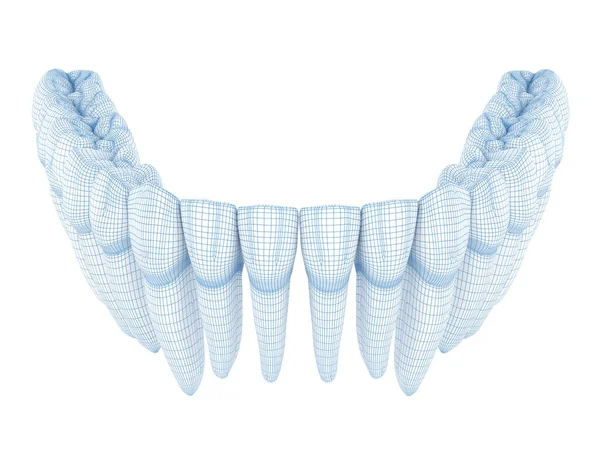 人間と歯の形態学 ワイヤ3Dモデル図 — ストック写真