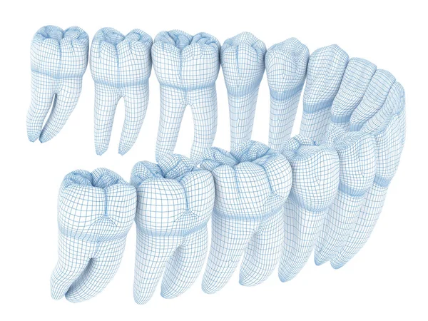 人間と歯の形態学 ワイヤ3Dモデル図 — ストック写真
