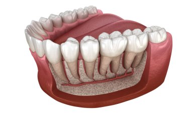 Mandibular insan diş eti ve dişlerin Diş Kökü anatomisi, x-Ray görünümü. Tıbbi olarak doğru diş 3d illüstrasyon