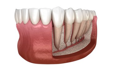 Mandibular insan diş eti ve dişlerin Diş Kökü anatomisi, x-Ray görünümü. Tıbbi olarak doğru diş 3d illüstrasyon