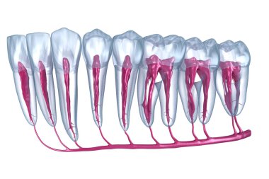 Diş kökü anatomisi, röntgen görüntüsü. Tıbbi olarak doğru olan 3 boyutlu diş illüstrasyonu