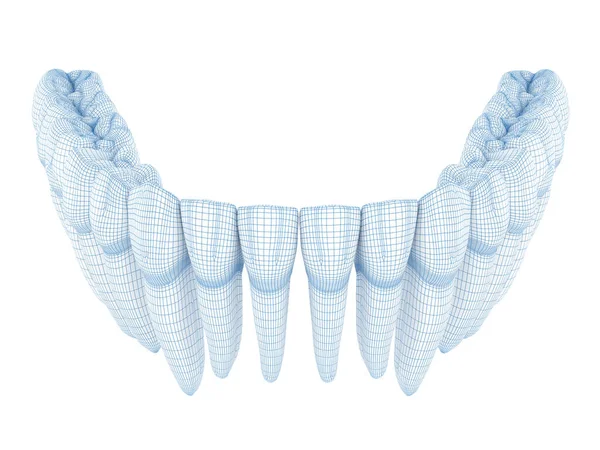 Morphology Mandibular Human Teeth Wire Model Illustration — Stock Photo, Image