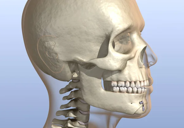 整容手术 骨盆整形手术 医学上准确的牙科3D图像 — 图库照片