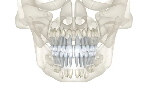 婴儿主要的牙齿 医学上准确的牙科3D图像 图库图片