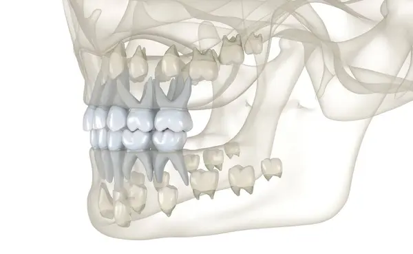 Детские Первичные Зубы Медицинская Точность Иллюстрации Стоковое Фото