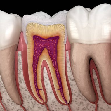 Detaylarda molar anatomi. İnsan dişlerinin 3 boyutlu çizimi