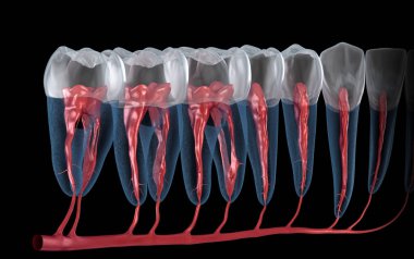 Diş kökü anatomisi, röntgen görüntüsü. Tıbbi olarak doğru olan 3 boyutlu diş illüstrasyonu