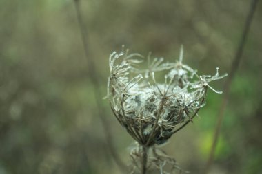 A forest flower after a frosty night.