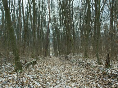 Winter forest in Kyiv region