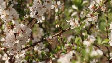 Baharda parkta kiraz çiçekleri açar. Havada kiraz çiçekleri uçuşuyor. Çiçek açan bitkilerin dalları doğal arka planda. Açık havada taze yeşil ağaç yaprakları. Elinden alındı.