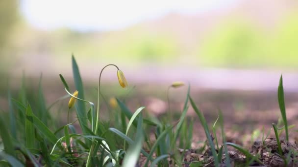 Bunte Natürliche Wilde Tulpen Schneeglöckchen Blumen Panoramalandschaft Bei Sonnigem Wetter — Stockvideo
