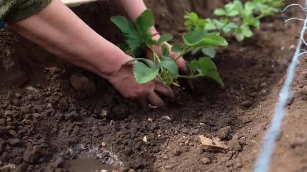 女性はイチゴの苗を植えています ガーデニングの仕事 田舎暮らし エコファーム 高品質4K映像 — ストック動画