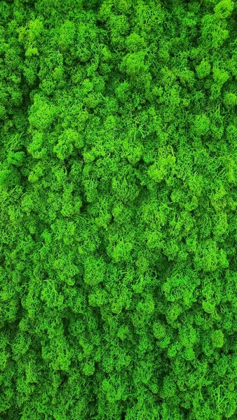 Texture for interior of green moss. Natural wallpaper. Vertical photo, close up. Natural background design. High quality photo