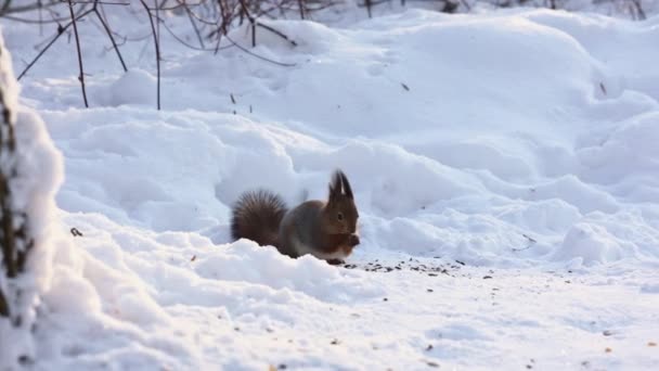 Ekorren Sitter Snö Och Äter Nötter Vinterns Snöiga Park Djurets — Stockvideo