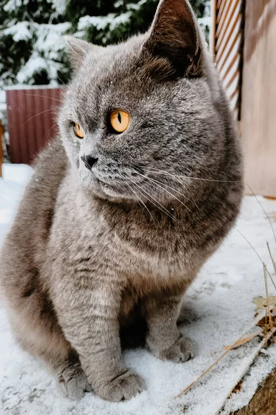 冬季户外雪地上长着大大的橙色眼睛的灰猫的画像 英国蓝斑猫特写 高质量的照片 — 图库照片