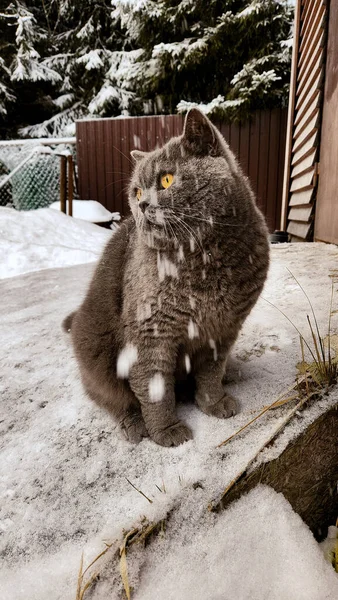 雪の結晶は猫に落ちる 冬の屋外で雪の上に座って大きなオレンジ色の目を持つ灰色の猫の肖像画 イギリスの青のショートヘアの猫のクローズアップ 高品質の写真 — ストック写真