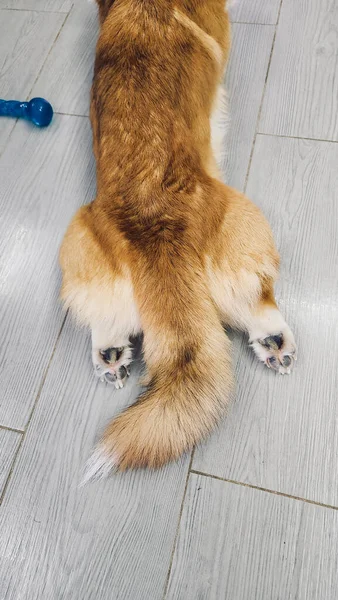 Pies Leży Podłodze Rozciągniętymi Tylnymi Nogami Pembroke Walijski Corgi Wysokiej — Zdjęcie stockowe