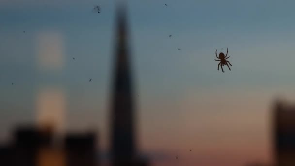 거미는 거미줄을 기어다니면서 거미줄에 덩어리들을 모읍니다 녘이면 도시의 밤하늘에 불이들어옵니다 — 비디오