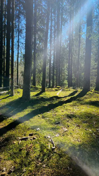 Panorama Beaux Arbres Forêt Sous Les Rayons Soleil Lever Soleil — Photo