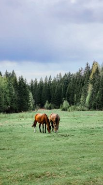 Ormanın yanındaki tarlada otlayan safkan kırmızı atlar. Güzel kırsal alan. Dikey fotoğraf. Yüksek kalite fotoğraf