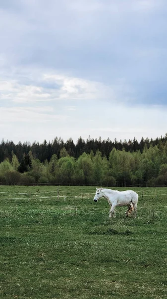 Vollblut Schimmel Weidet Auf Einem Feld Neben Dem Wald Schöne — Stockfoto