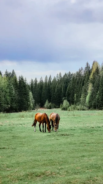 Alaposan Tenyésztett Vörös Lovak Legelnek Erdő Melletti Mezőn Gyönyörű Vidéki — Stock Fotó
