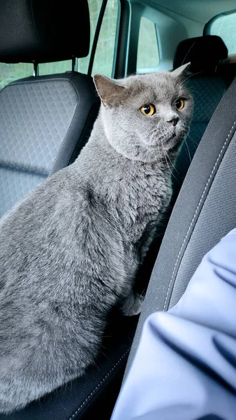 Frightened gray british cat in car. High quality photo