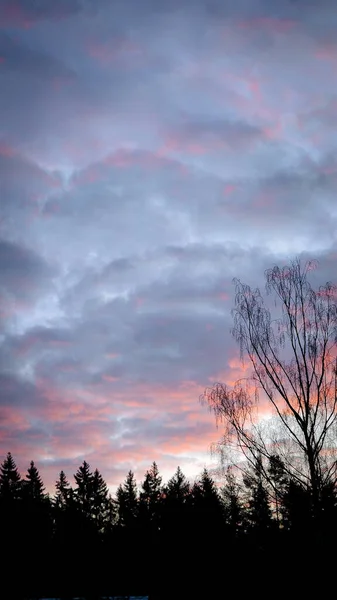 Прекрасний Вечірній Захід Фантастичне Рожево Блакитне Небо Шпиндельними Хмарами Силуетними — стокове фото