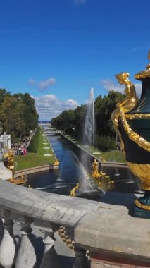 St. Petersburg, Rusya - 23 Ağustos 2023: Peterhof Çeşmeleri. Büyük Şelale 'nin altın heykelleri ve Peterhof Sarayı' ndaki Samson Çeşmesi. Dikey video