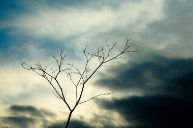 Beautiful sunset sky and a lonely leafless tree silhouette.