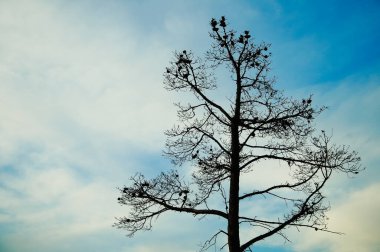 View of a pine tree against the blue sky.