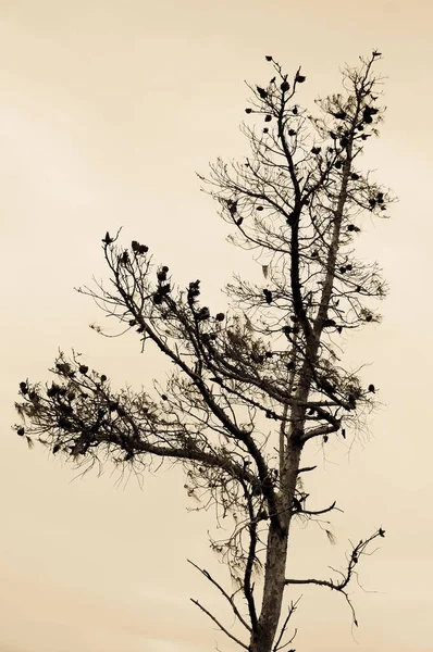 Minimalist image of a tree silhouette in sepia.