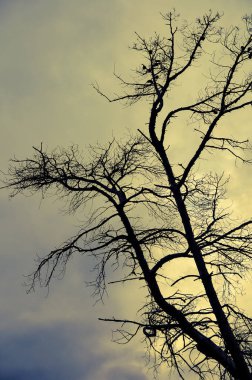 Leafless tree view against the sky during the sunset.