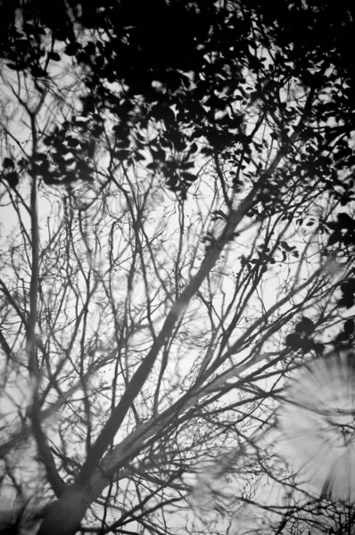 Monochrome Blurry Image Tree Reflected Water Puddle Tree Reflection — Fotografia de Stock