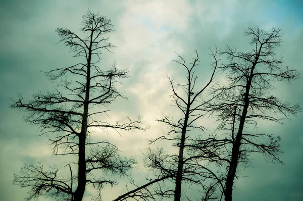 Вид Безлистяне Дерево Небо Під Час Заходу Сонця — стокове фото
