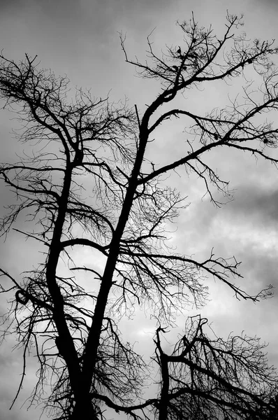 Чорно Біле Зображення Голого Дерева Під Час Заходу Сонця — стокове фото