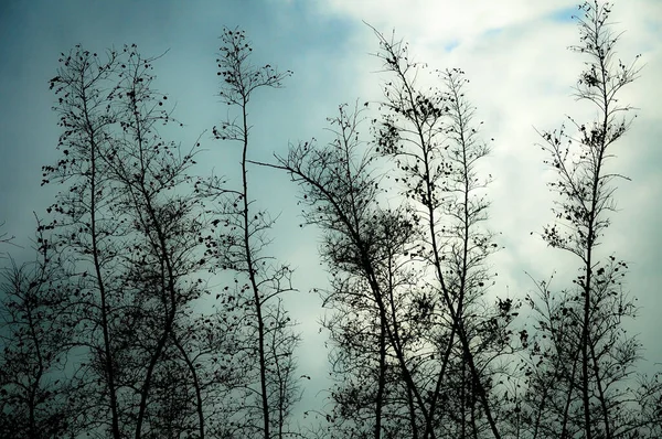 Gün Batımında Gökyüzüne Bakan Yapraksız Ağaç Manzarası — Stok fotoğraf