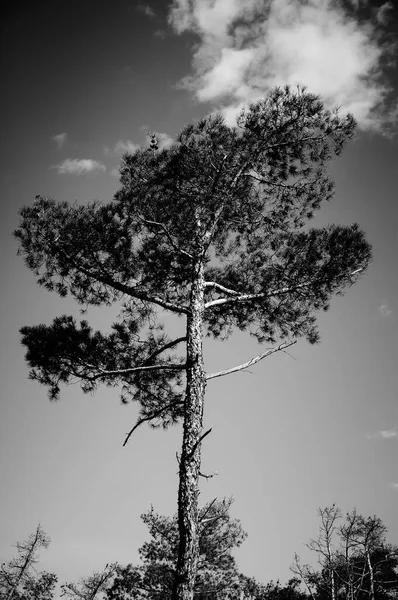 Чорно Біле Зображення Дерева — стокове фото