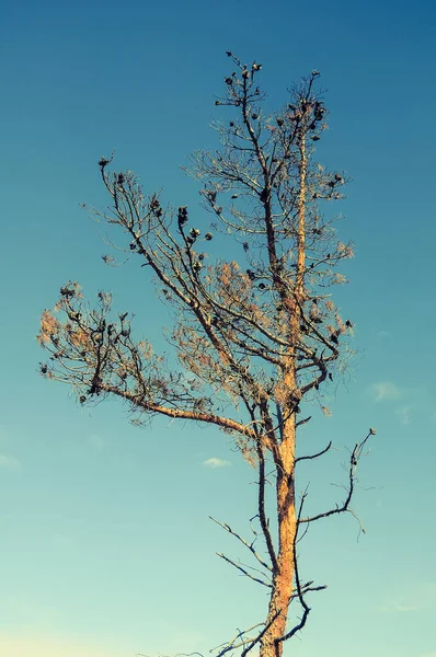 Gökyüzüne Karşı Yeşil Bir Ağacın Manzarası — Stok fotoğraf