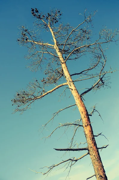 Ett Vintergrönt Träd Mot Himlen — Stockfoto