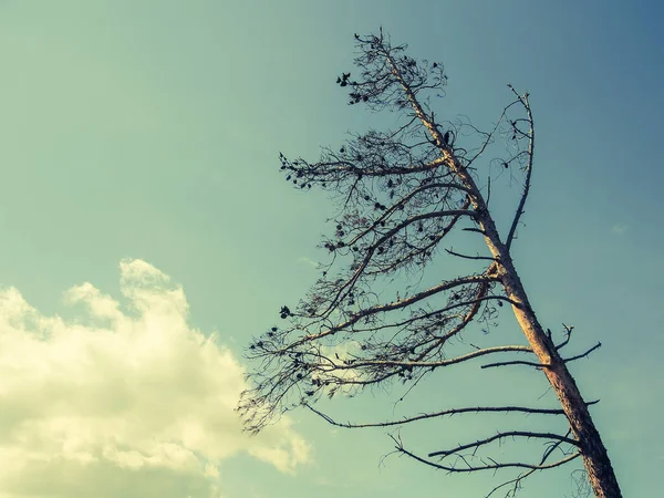 Ett Vintergrönt Träd Mot Himlen — Stockfoto
