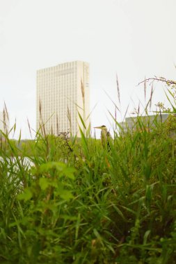 Copenhagen, Denmark. October 28, 2024. Wild bird on a bush with blurry image of Redisson Hotel. clipart