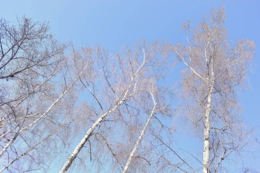 Yapraksız huş ağacı baharda açık gökyüzüne karşı görünür.