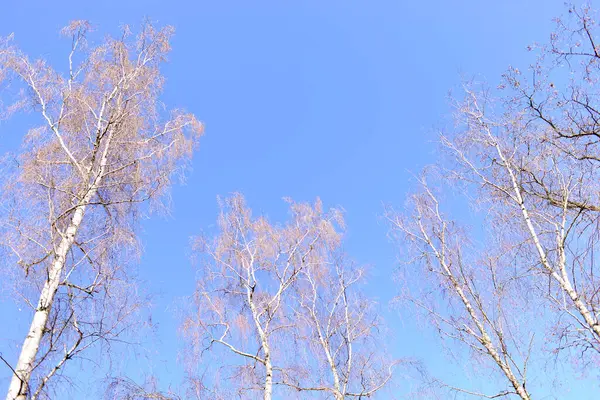 Yapraksız huş ağacı baharda açık gökyüzüne karşı görünür.