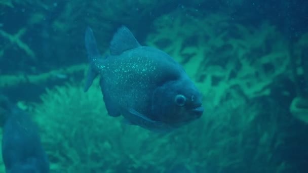危险的食人鱼在水族馆里游泳 光线昏暗 高质量的4K镜头 — 图库视频影像
