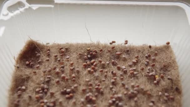 Microgreens Radish Seeds Linen Mat Container Growing Micro Greens Eco — Stock Video