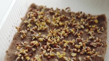 Filizlenmiş turp tohumları keten hasırı üzerinde lahanası olan mikro yeşiller, mikro yeşiller, organik yiyecekler, şehir ekolojik tarım kavramı. Yakın çekim..