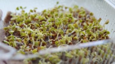 Bir kapta keten hasırın üzerindeki turp tohumları, mikroyeşiller, organik yiyecekler, şehir eko tarımı, tohum yetiştirme, ev bahçesi konsepti. Sağlıklı yaşam tarzı.