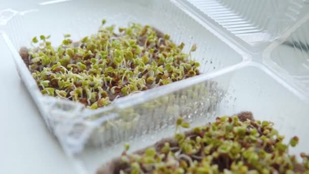Kiełkujące Mikrozielone Nasiona Rzodkiewki Macie Lnianej Czwartego Dnia Wysiewie Mikrowarzywa — Wideo stockowe